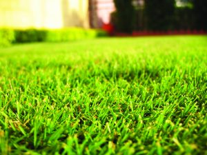 Grass on a hot day